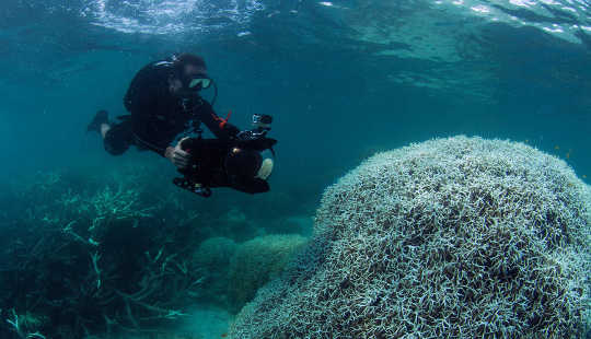 Coral bleaching has been seen on 93% of the reefs that make up the Great Barrier Reef. (C) XL Caitlin Seaview Survey