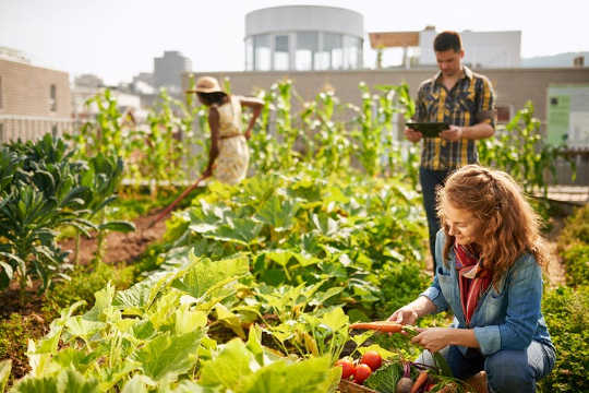 Green roofs can become community gardens.