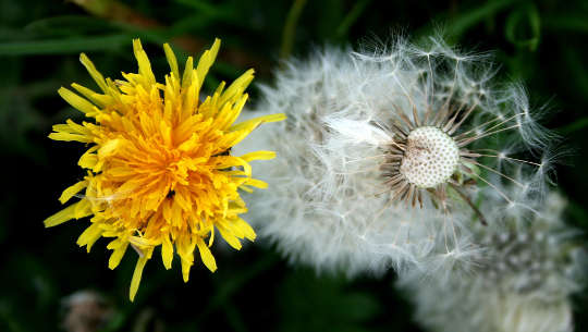 dandelion flower in bloom and another in seed