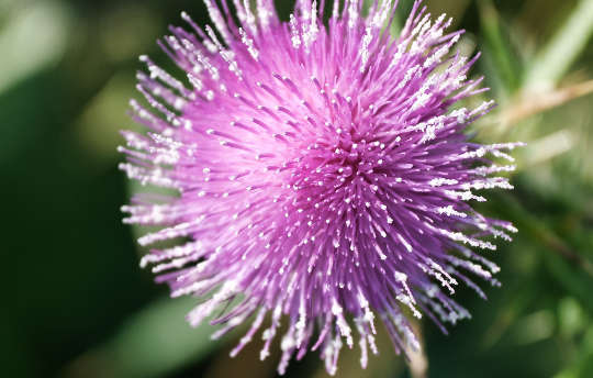 a pink thistle flower