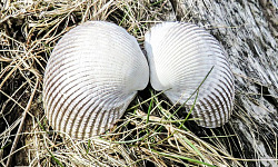 angel wings clam seashell